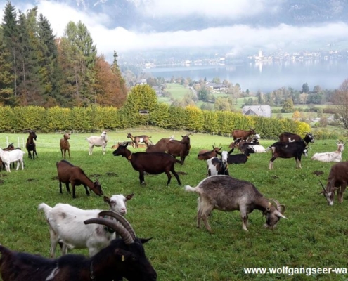 Zäpfensteig bei Abersee: Wanderweg, Aberseeweg